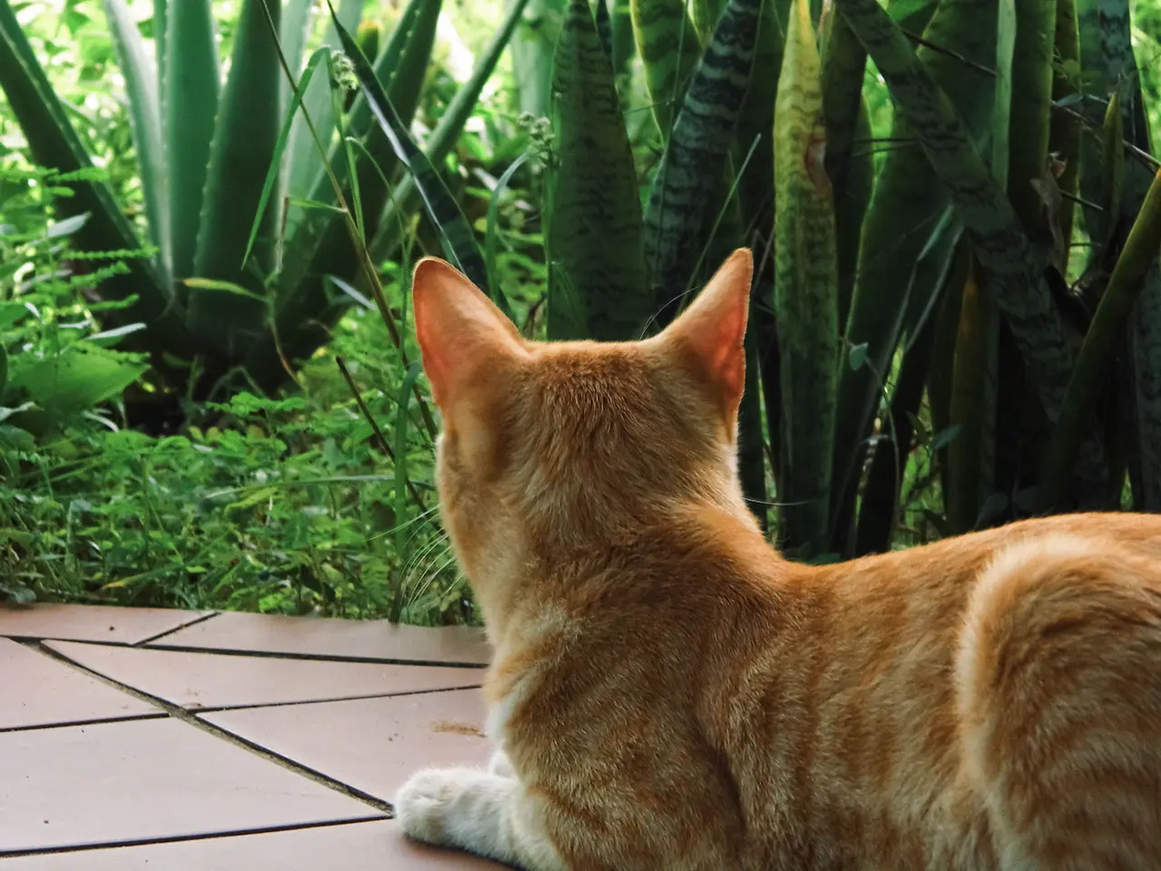 Gato Happy