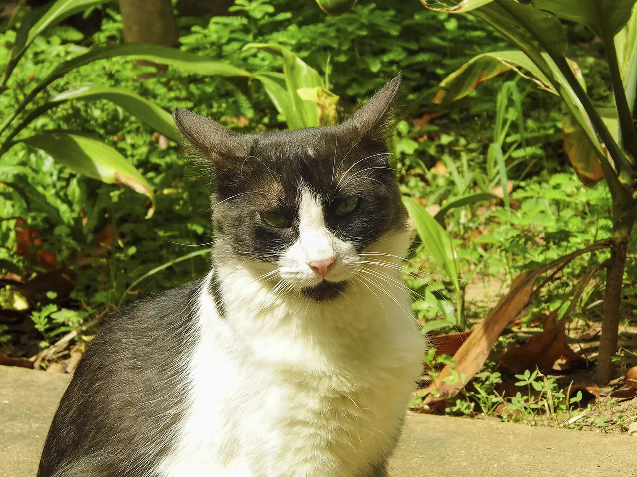 Gato Make