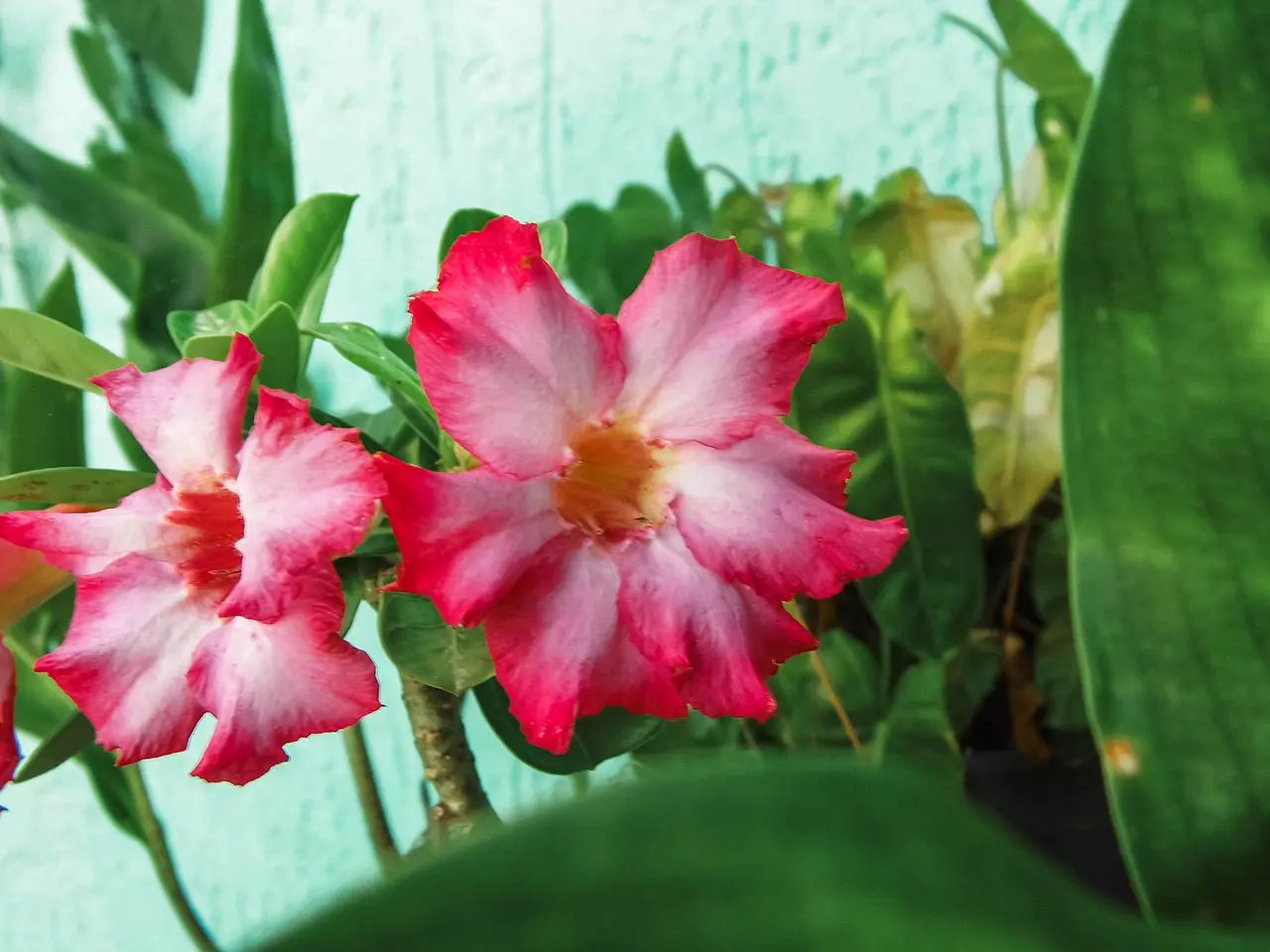 Flor del desierto
