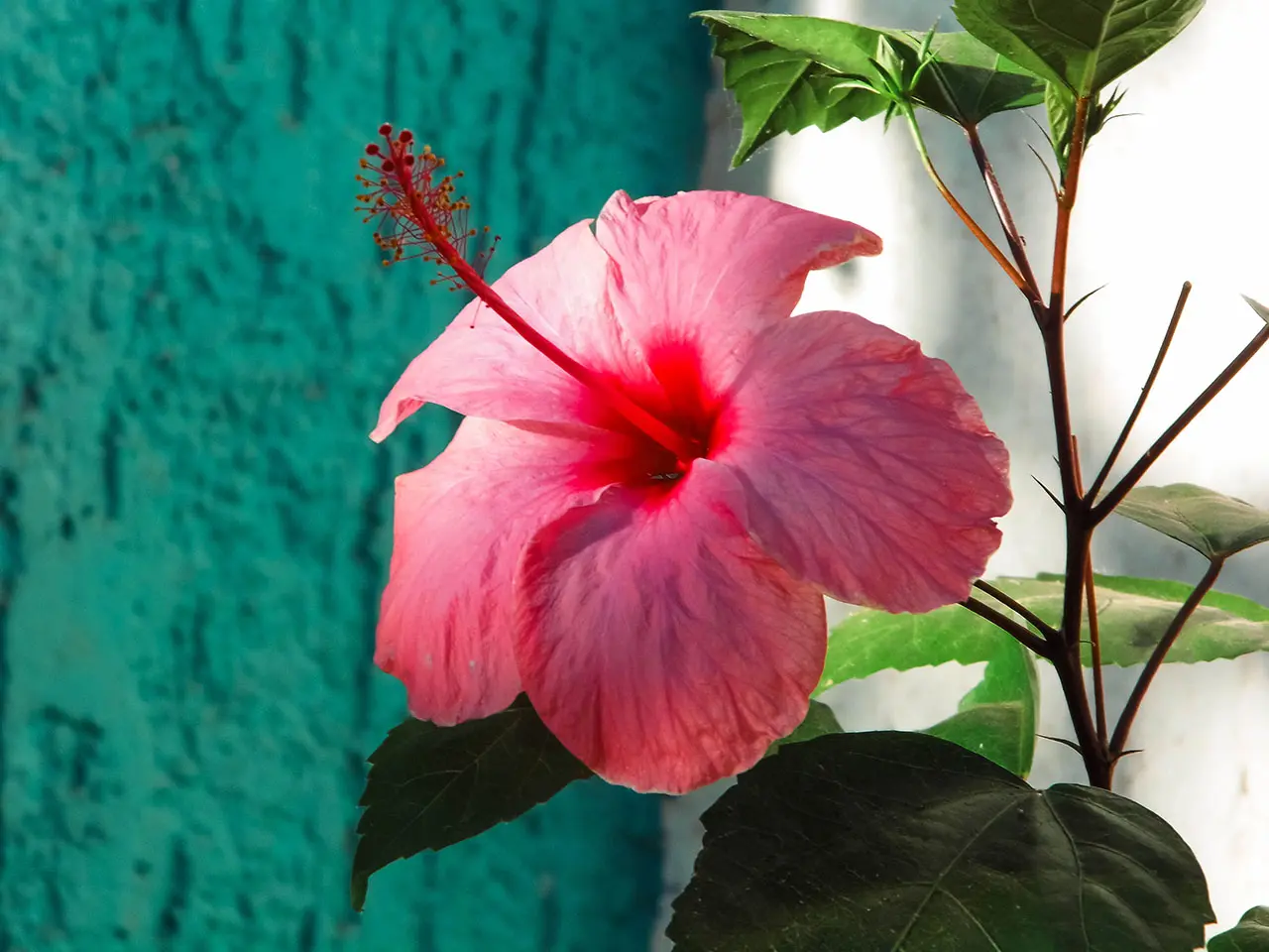 Cayena rosa